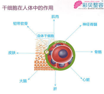 對抗衰老要靠移植的三大功效