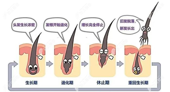 毛囊生長周期 毛囊生長周期