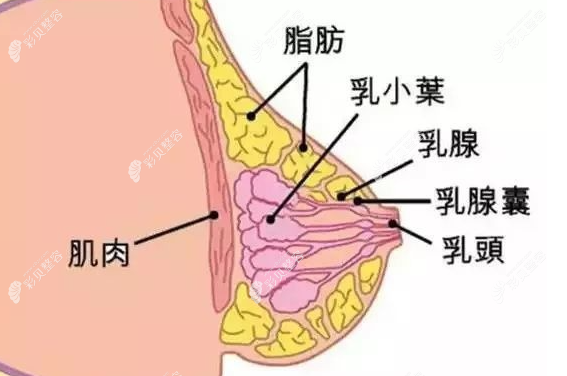 乳腺有結(jié)節(jié)能做脂肪填充豐胸嗎,脂肪豐胸前結(jié)節(jié)需要去除嗎